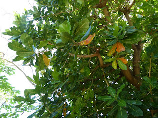 Bonnet de prêtre - Bonnet d'évèque - Badamier de l'Inde - Barringtonie d'Asie - Barringtonia asiatica 