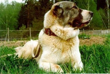 Central Asian Ovcharka dog breeds, rare dog breeds, dog breed information, dog lovers, Central Asian Ovcharka dog breed, rare dog breed information, Central Asian Ovcharka dog