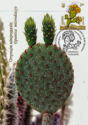 Maxicard "Opuntia microdasy" Ukraine 2014