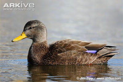 American black duck