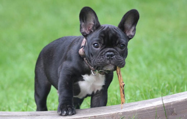 French Bulldog baby price in Hyderabad, French Bulldog puppy sale Hyderabad, French Bulldog puppy purchase Hyderabad, French Bulldog dog Hyderabad