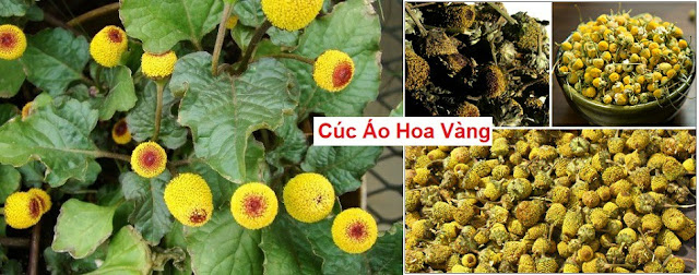 CÂY THUỐC TRỊ BỆNH THÔNG DỤNG - CÚC ÁO HOA VÀNG