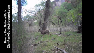 Deer in Zion Canyon - Zion National Park deer pictures