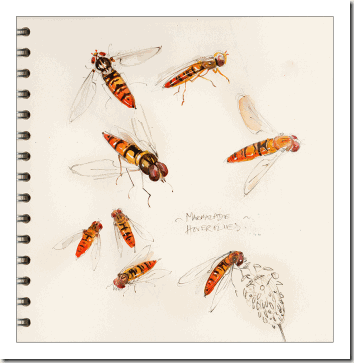 hoverflies