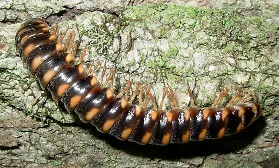 Sigmoria trimaculata