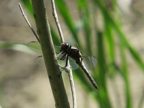 chalk fronted corporal dragonfly