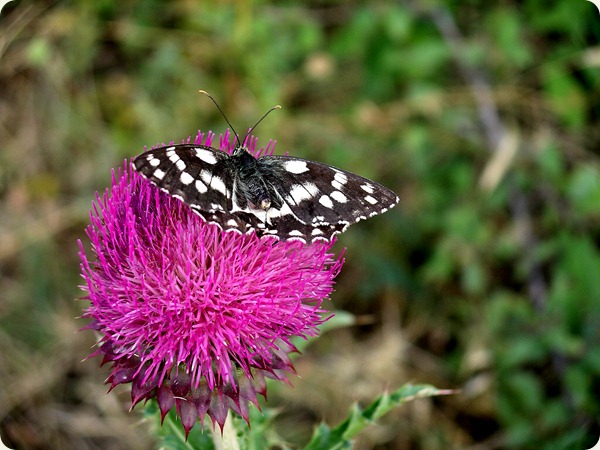 basilicata fiore2