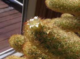 white blooming cactus