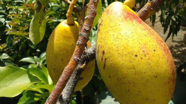 bibit pohon alpukat yellow vietnam banyak pilihan paling istimewa Banjarbaru