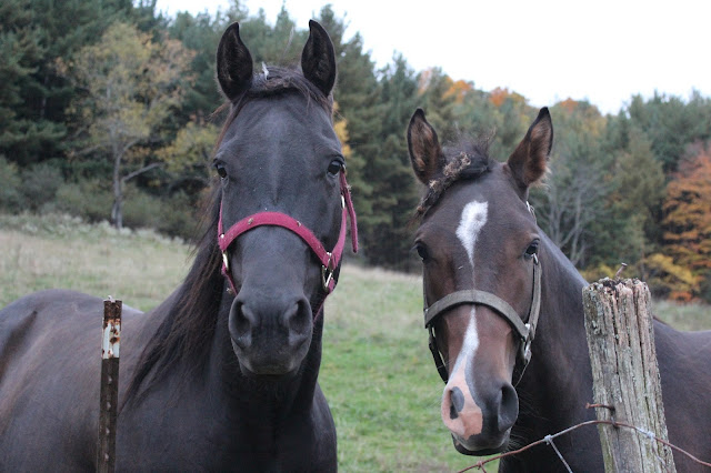 horse lean to