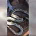 See the huge Python a Facebook user nearly got strangled by