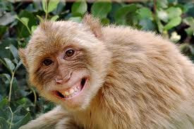 smiling+monkey Belajar Dari Monyet Ketika Tersesat