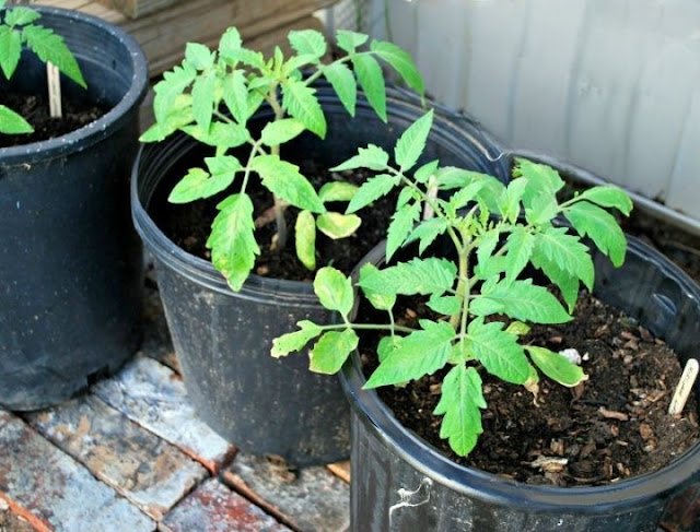 Young tomato plants in pots, transplants