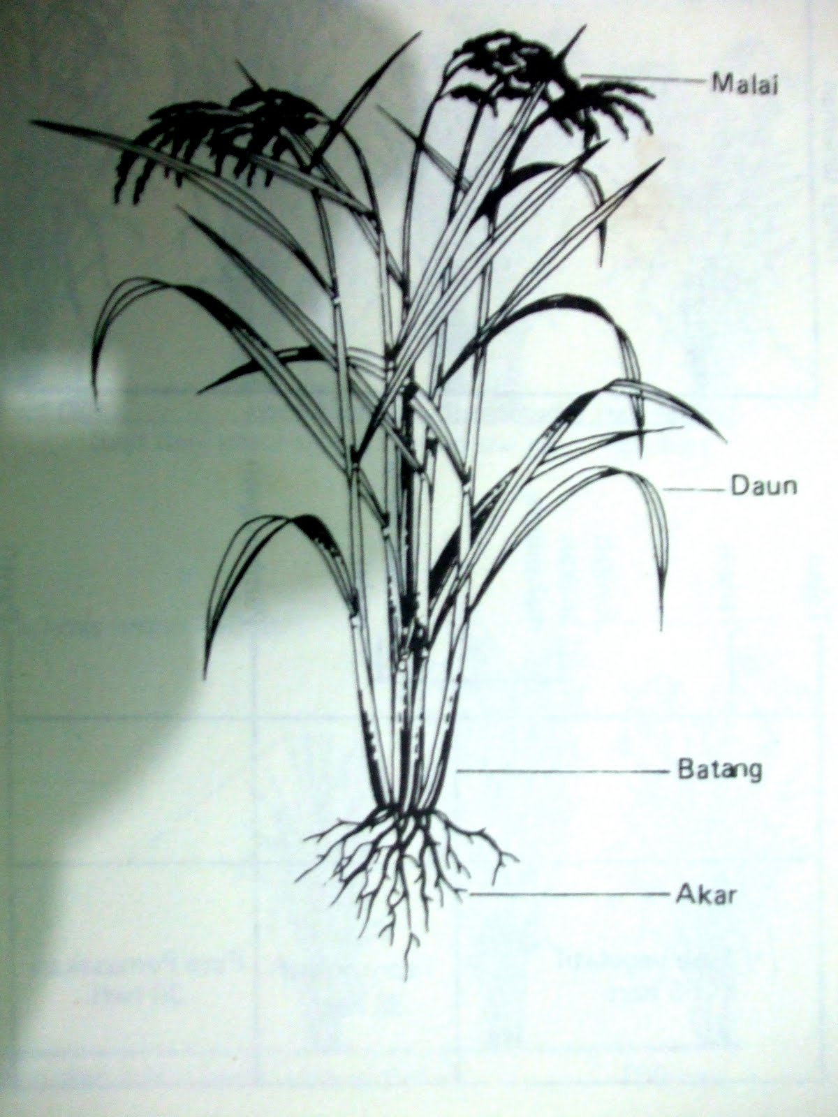 PROSES FISIOLOGI DAN MORFOLOGI PERKECAMBAHAN BENIH: PROSES FISIOLOGI