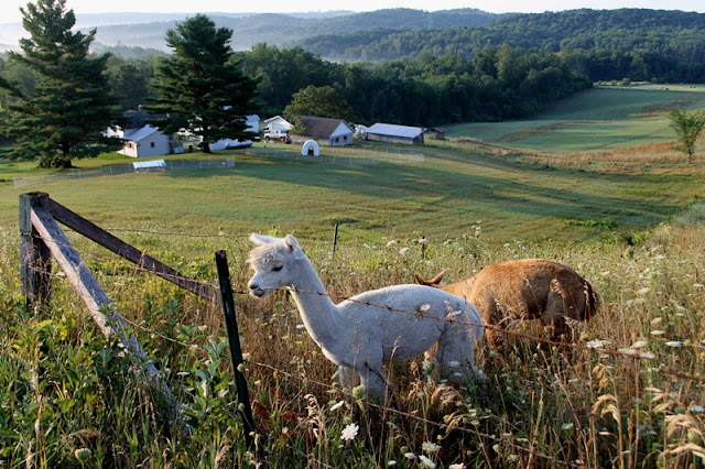 Alpacas grazing up near the ridge overlooking the farm