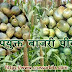 उपयुक्त बाजरी पीक । Useful Bajra Crop