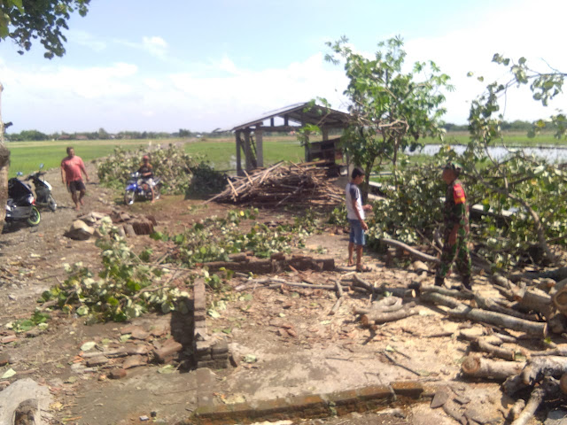 Babinsa Wonosari Evakuasi Pohon Tumbang Akibat Hujan Deras Disertai Angin