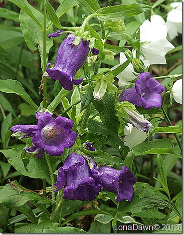 Campanula_Canterbury_Bells_Biannual