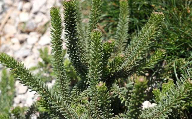 Grevillea Lanigera Flowers