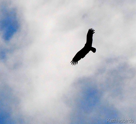 vulture-k