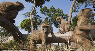 Mono parece detectar la cámara oculta y mira directamente hacia el objetivo