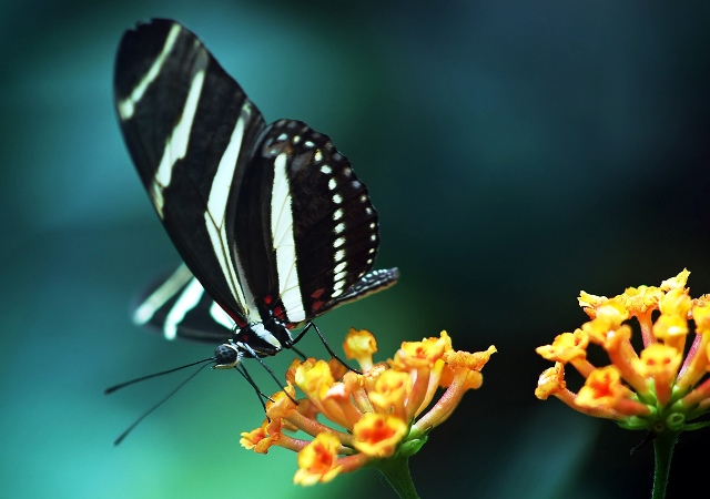 butterfly small flowers desktop wallpaper