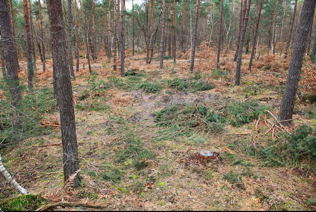 Exemple de coupe de récolte de pin à Franchard Isatis en 2016 avec layon de 4 m tous les 24 m