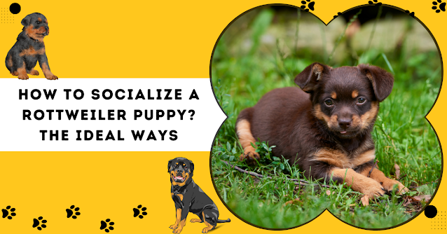 How-To-Socialize-A-Rottweiler-Puppy