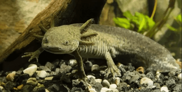 Ikan Salamander Tiger