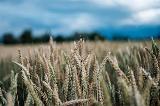 Grain Harvest - Photo by Jonas Zürcher on Unsplash