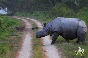 Indian Rhino at Kaziranga, Assam