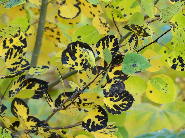 11: black and yellow aspen leaves