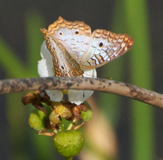 White Peacock (Anartia jatrophae)