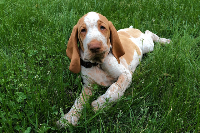 Bracco Italiano