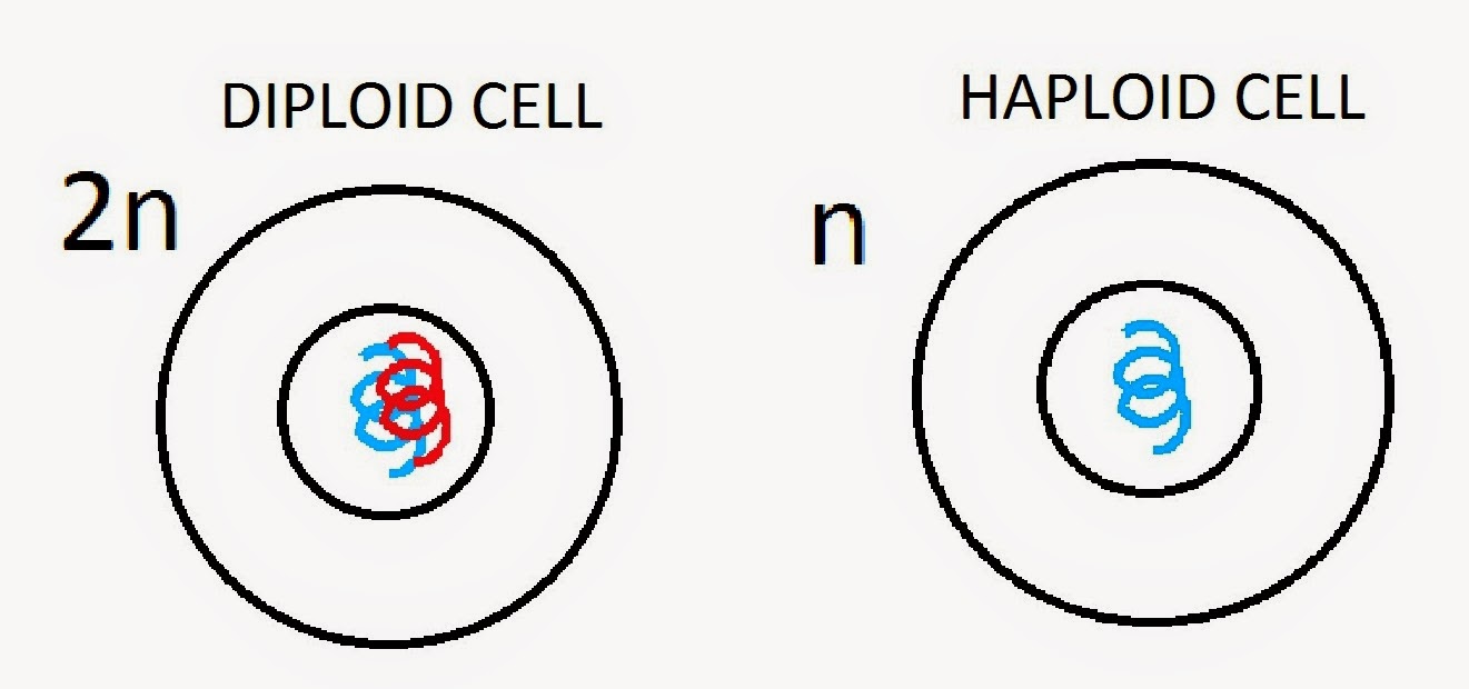  31 Control of cell division Stem cell Haploid  and 