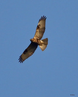 Common Buzzard