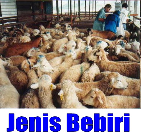 Bukan doktor veterinar: Jenis-jenis bebiri