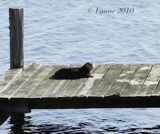 Otter Currituck Sound