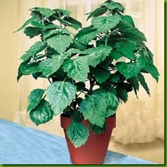 Patchouli Java