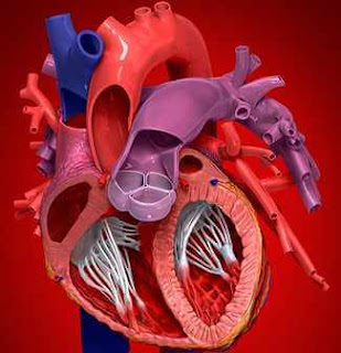 kalp dolaşım sistemi