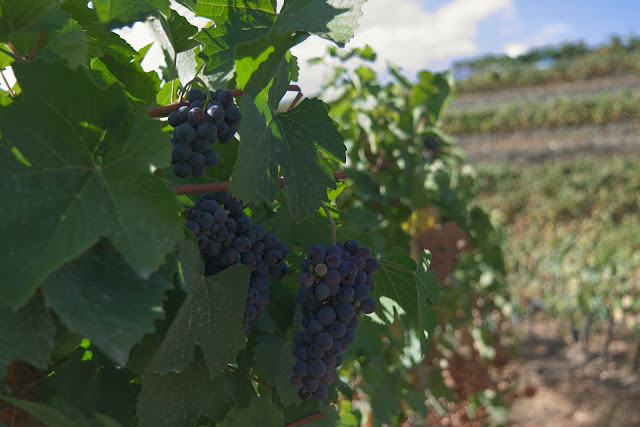 Grappes de raison dans un vignoble