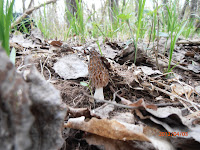 Morchella elata in my biotope #1 before the rain