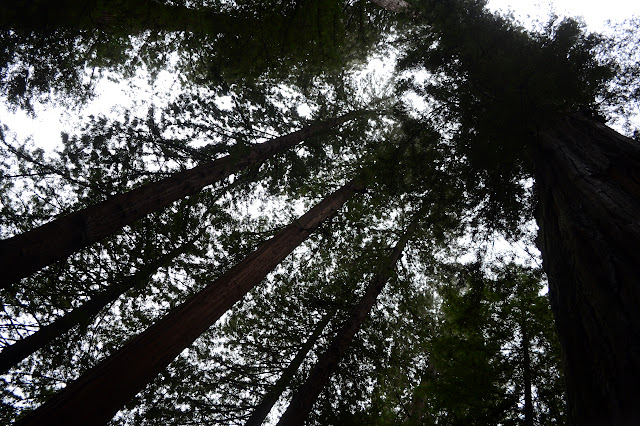 looking up in the trees