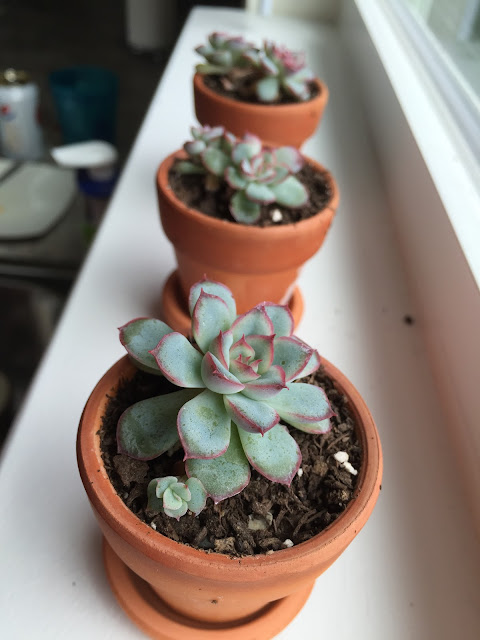 Echeveria pulidonis 9 months