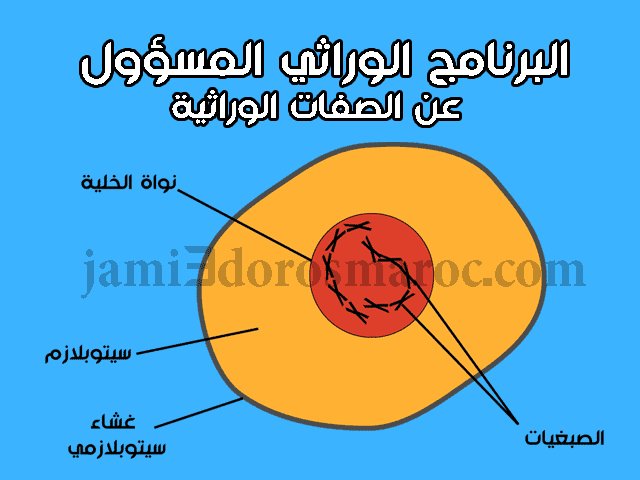 البرنامج الوراثي المسؤول عن الصفات الوراثية