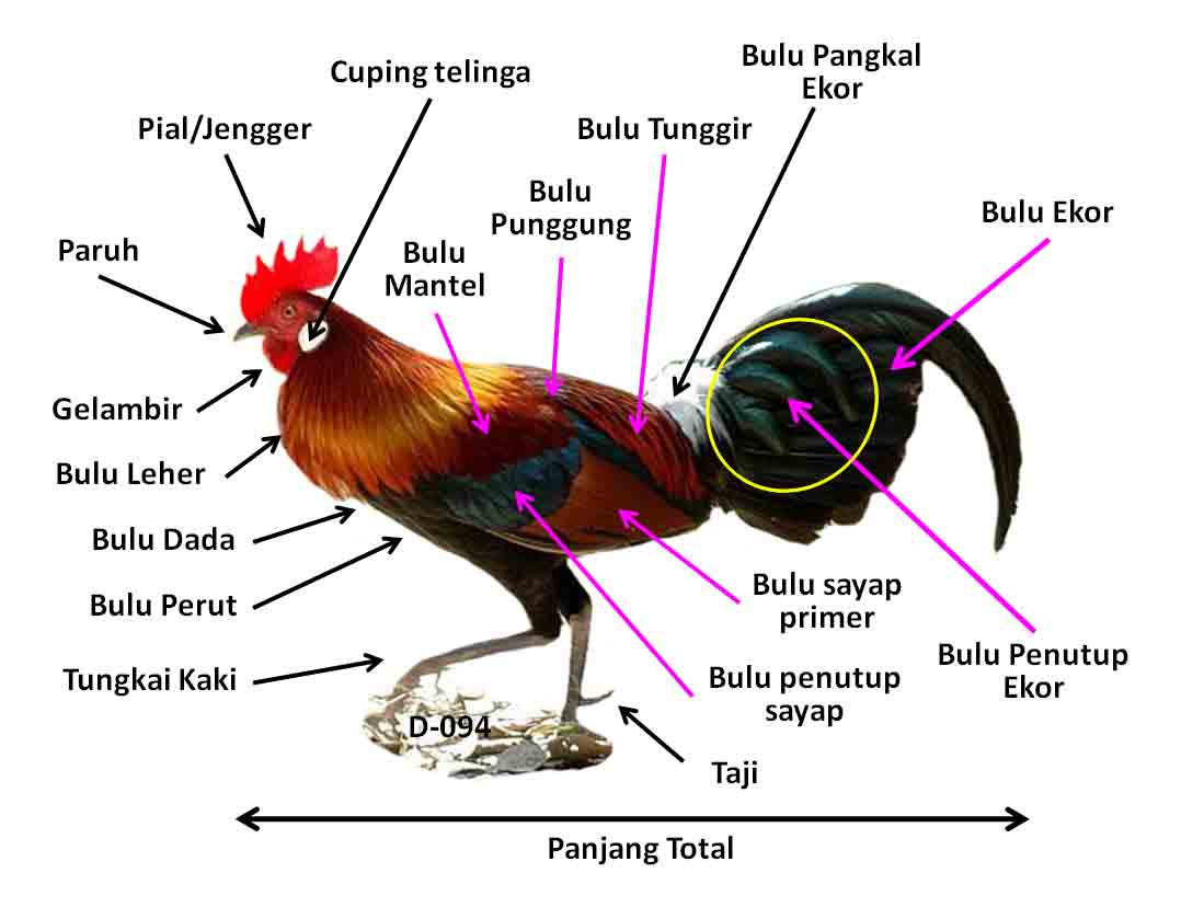  Ayam  Ngampus Ciri Ayam  Hutan Merah Dan Ayam  Burgo