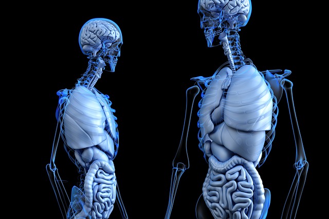 Two biological skeletons showing the body's organs