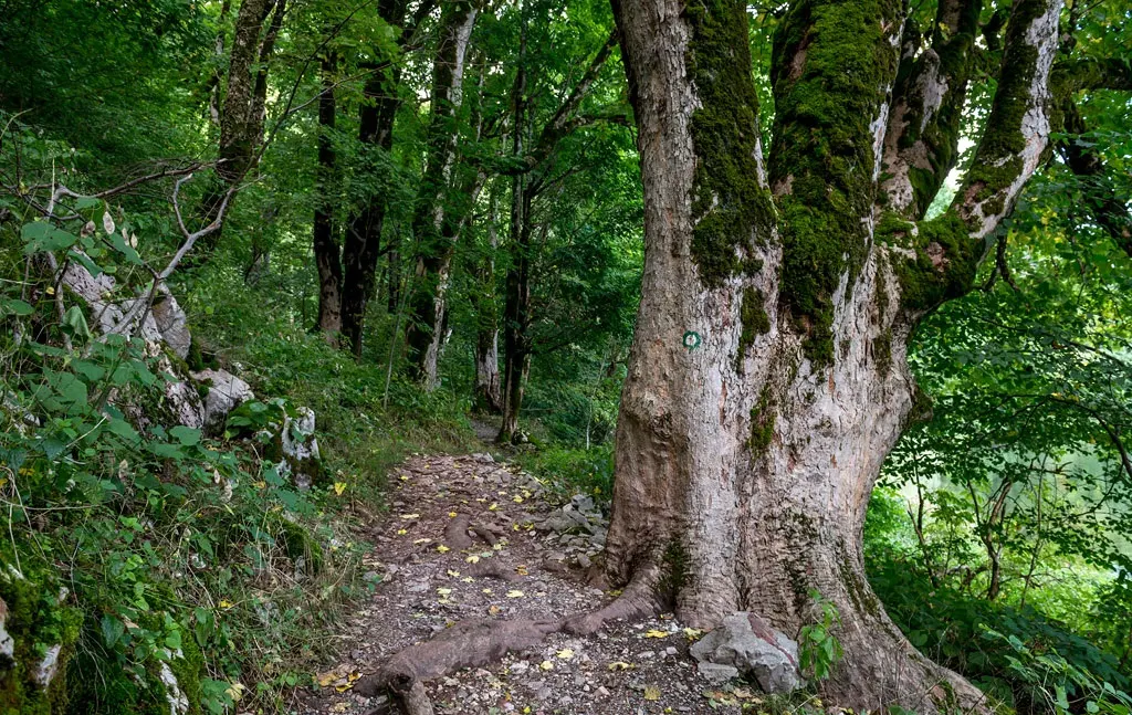 Biogradska Gora National Park Montenegro 2