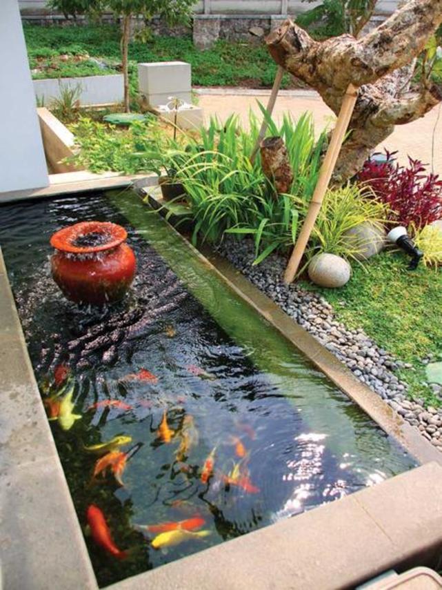 40 Gambar Kolam  Ikan Minimalis Kolam  Ikan Koi  Kolam  Ikan 