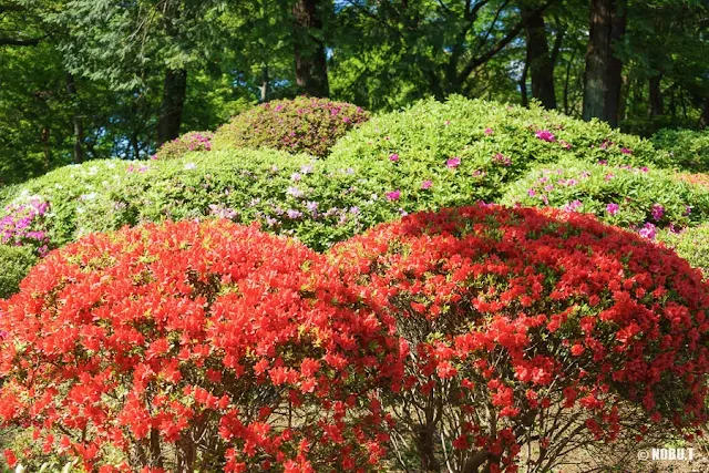 六義園（文京区）のツツジ